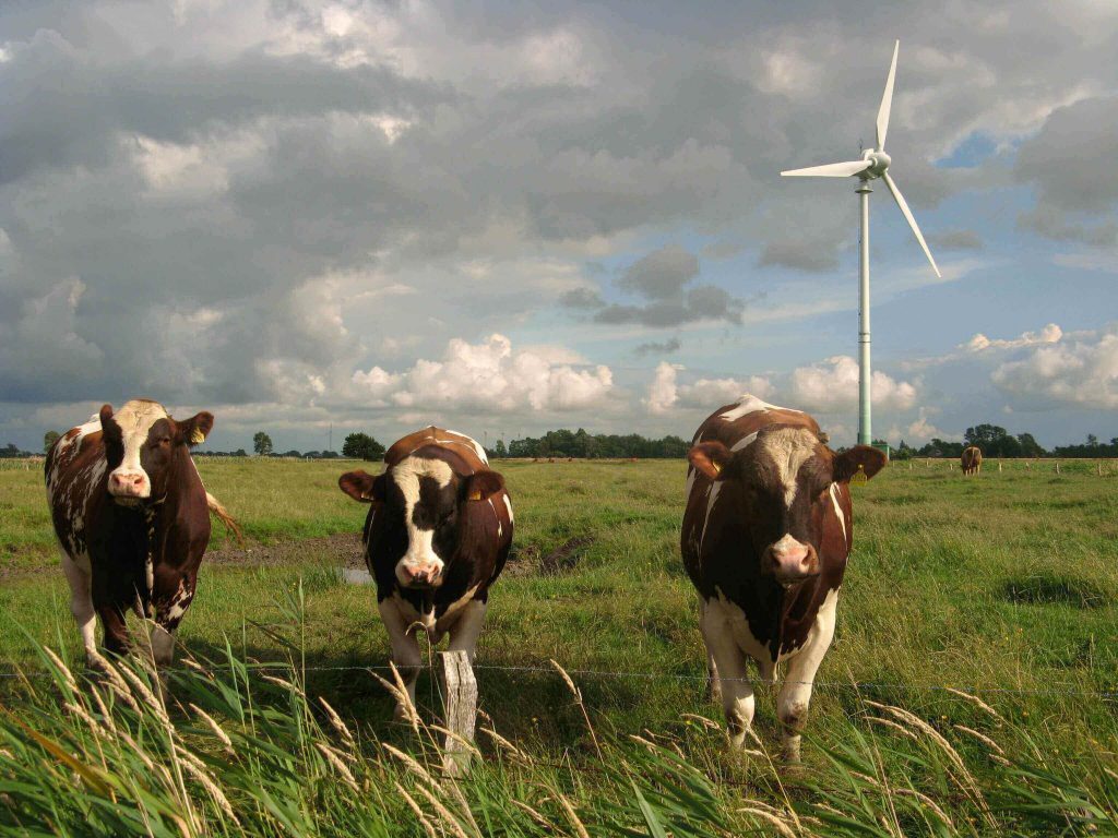 Animal agriculture causes pollution