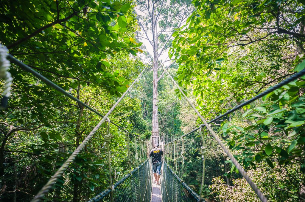 Canopy Walk at Penang National Park park Parks and Nature Attractions in Penang 185204549 high 1024x681