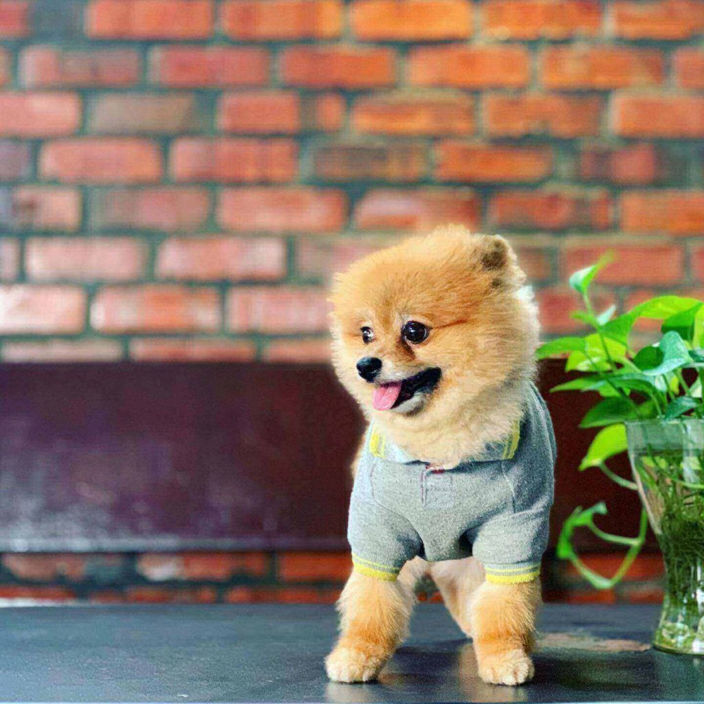 7 Pet Cafes in Penang