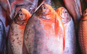 fishes