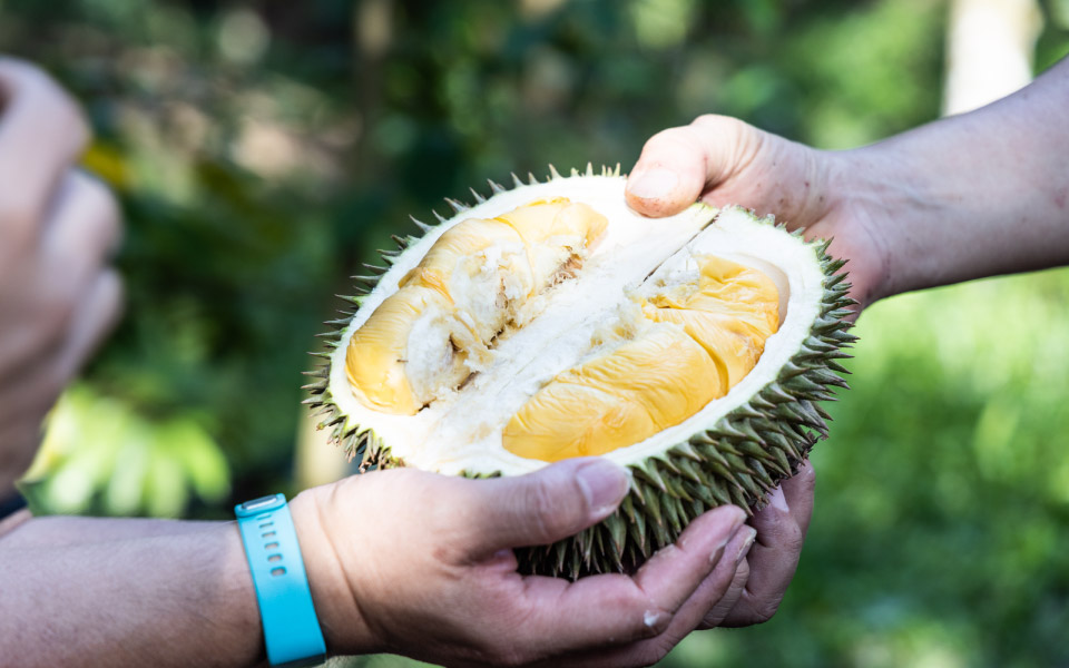 a man holding an opened durian with both hands