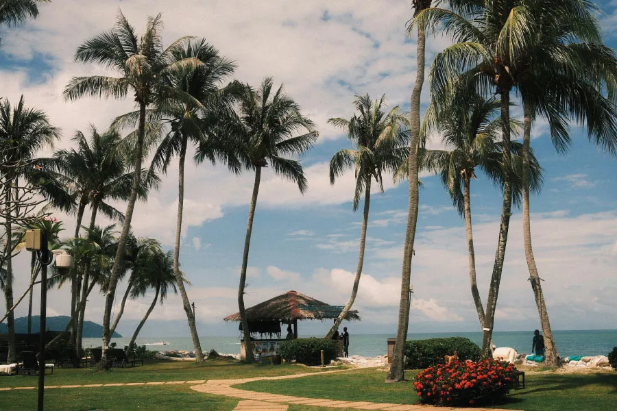 beachside with grass, a hut and palm trees